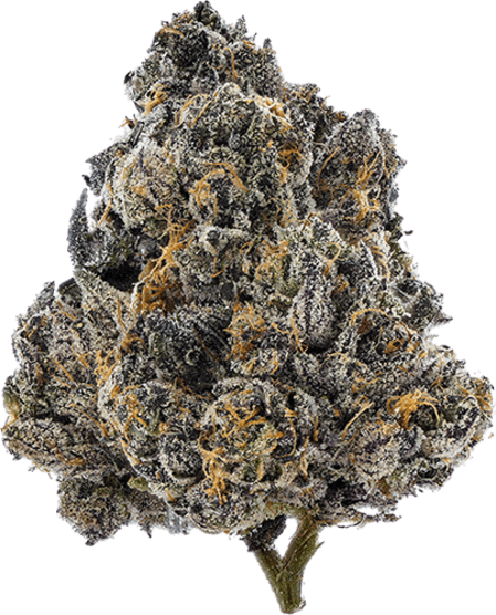 Gelato 33