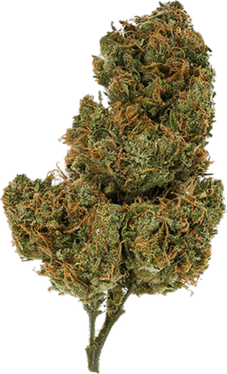 Golden Goat